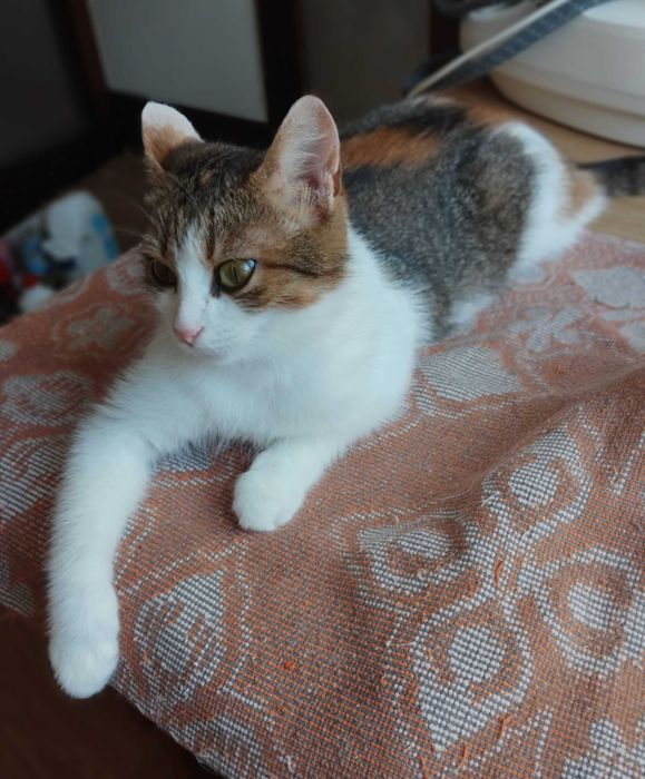 Красуня кішка з очима Мішель Мерсьє