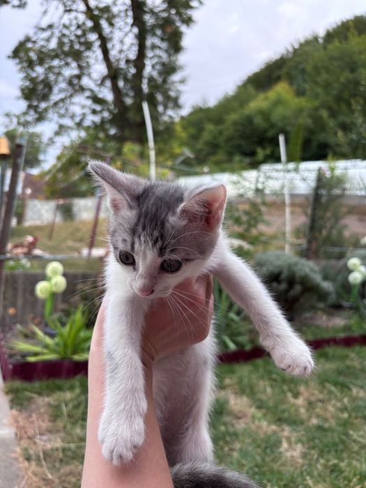 Віддам котика у добрі руки