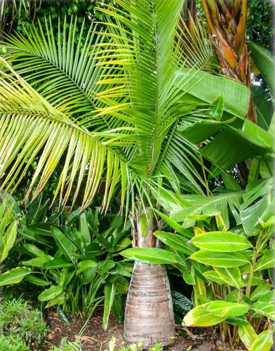 Palmeiras majestosas, Ravenea rivularis,