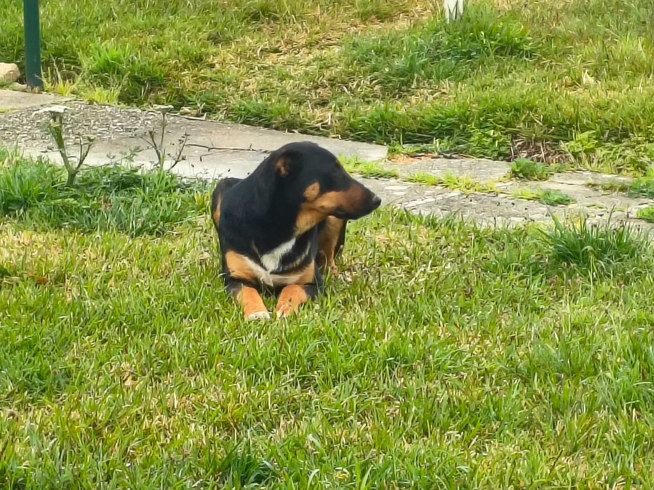 Cachorro de 6 meses Grátis