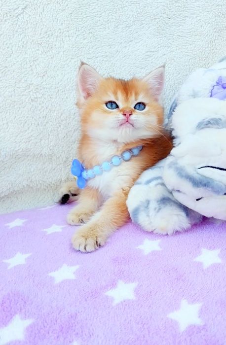 Хлопчик мілашка Золота шиншила