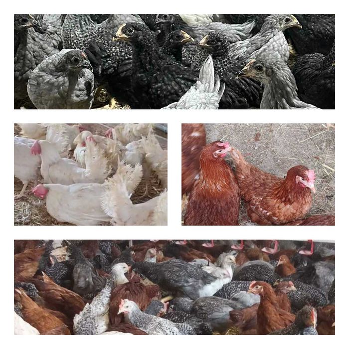 Продам кури несушки! Доставка безкоштовна. Сновськ!