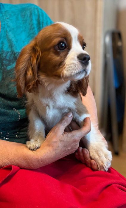 Dla Ciebie wszystko piesek pies chłopak w kategorii Cavalier