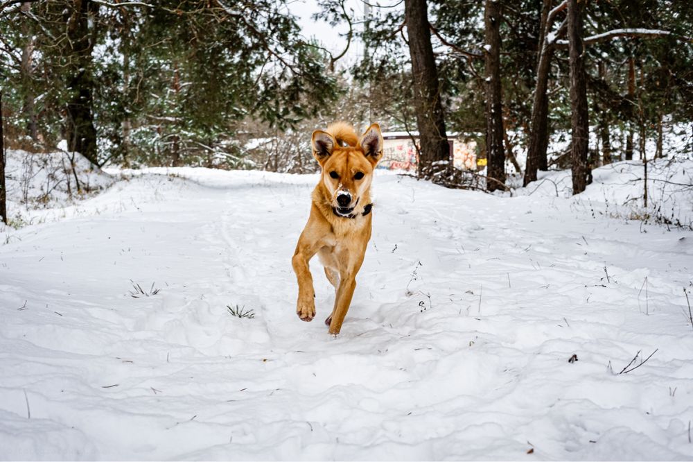 ORION - Do Adopcji!