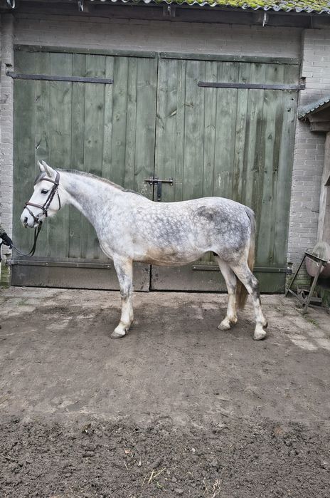 Klacz kuc, sport/rekreacja, hodowla