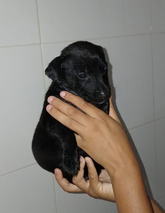 3 bebes de porte pequeno