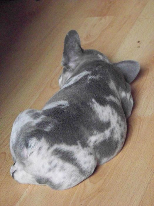 Buldog Francuski - samiec