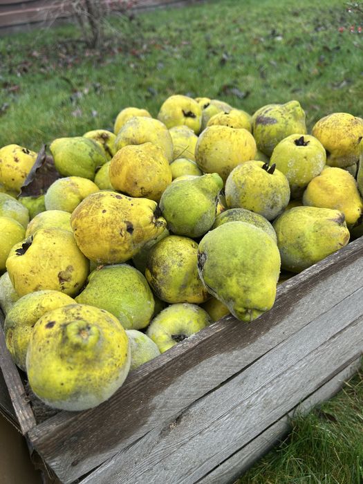 Pigwa z własnego ogrodu