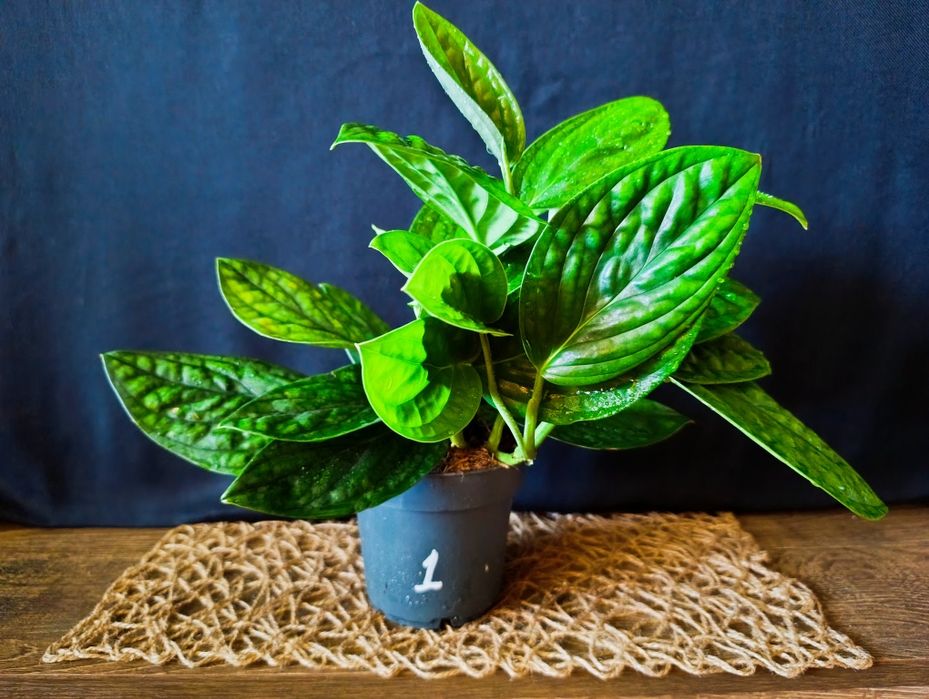 Епіпремнум Marble Planet