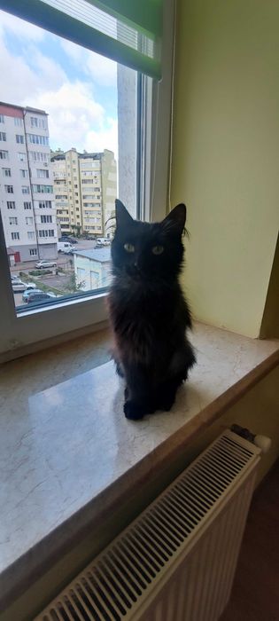 « Дуже лагідна киця шукає ДІМ. Привчена до лотка!»