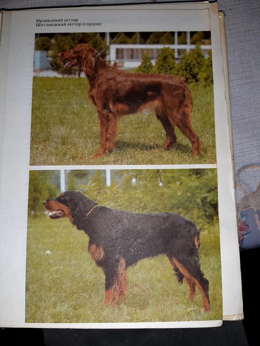 Атлас пород собак