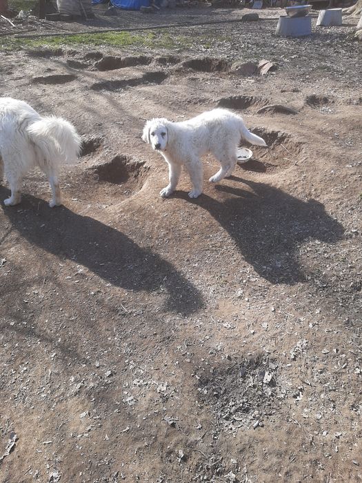 Кувас. Цуценя. Кобель.