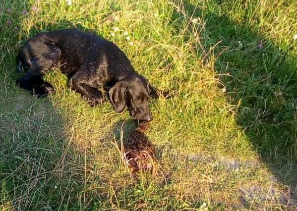 вязка курцхаар   німецька  лягава