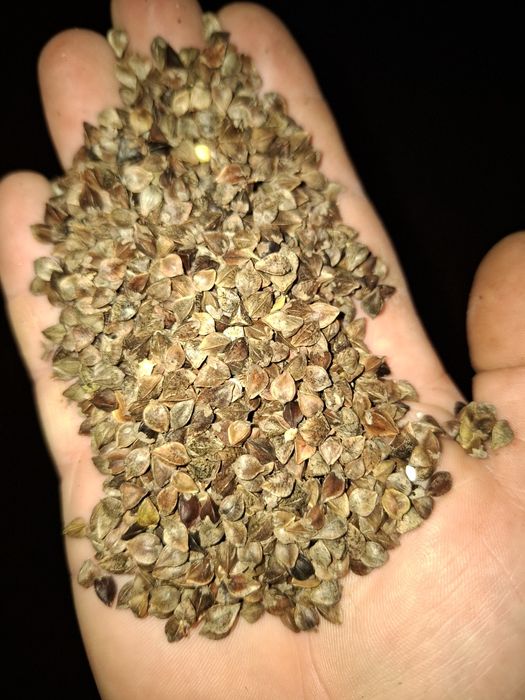 Sprzedam gryke gryka grykę