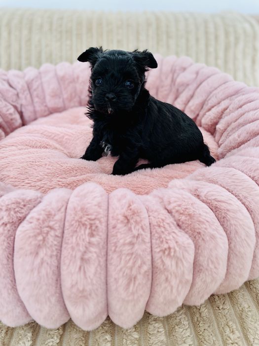 Yorkshire terrier Black, suczka czarna rodowód, DNA
