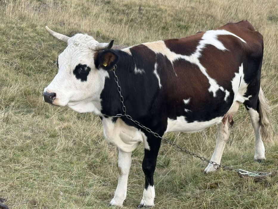 Продам гарну молоду корову