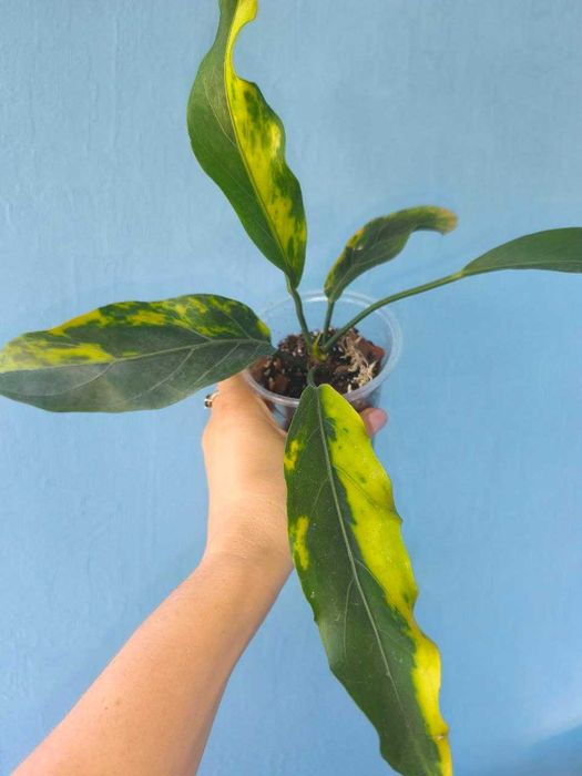 Антуріум Plowmanii Yellow variegata, ароїдні