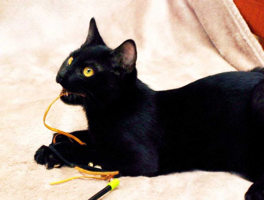 Гарний грайливий котик Франциско чекає на кото-батьків (4 міс.). Кот