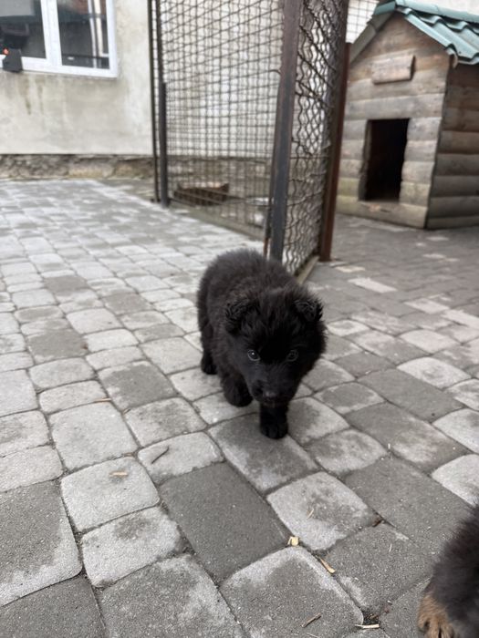 Вівчарка овчарка німецька чорна