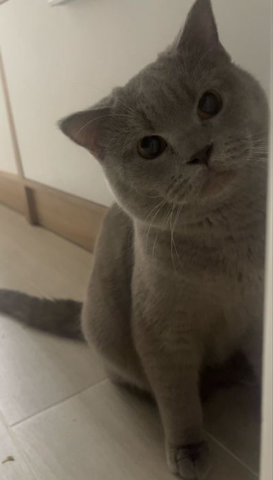 вязка //шотладський котик шукає кішечку