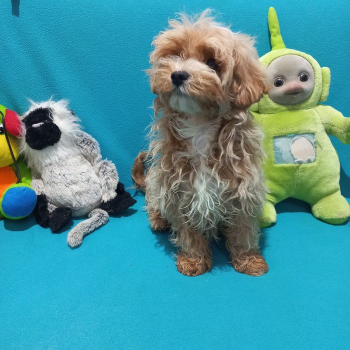 Шикарный малыш мальтипу