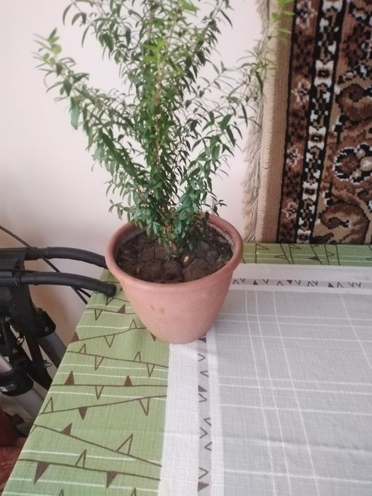 Продам молоденький мірт