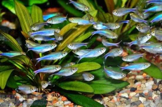 MISIEKZOO Kąsaczowate - Maranka Niebieska ( tetra niebieska )