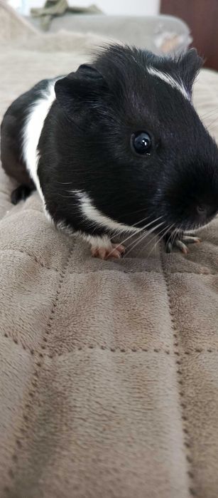 Świnka morska + klatką