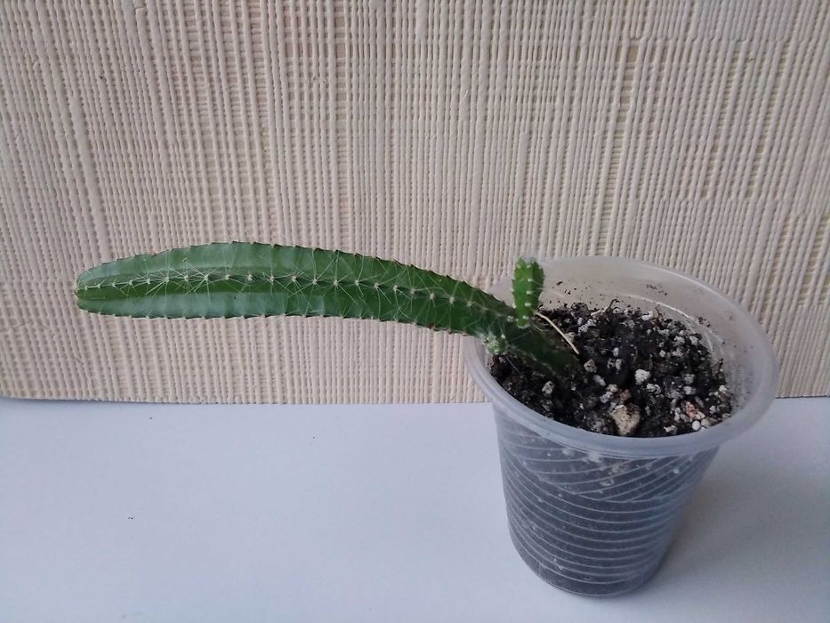 Кактус разные виды