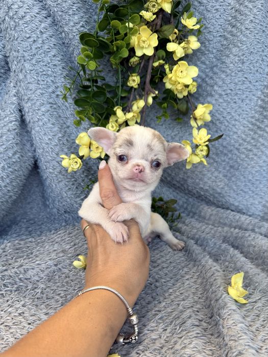 Excecional super mini menina  Chihuahua/Chiuaua ,Qualidade