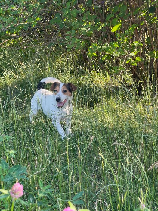 Jack Russell Terrier ZKwP FCI suczka