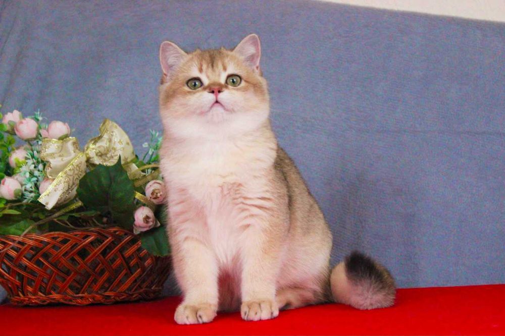 Британські котики для вас