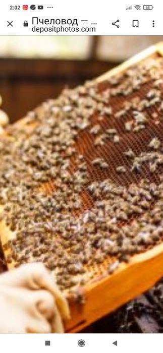 Приму в дар пчел , пару семей