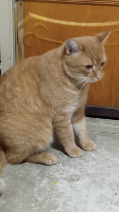 Znaleziony kot "rudzielec"