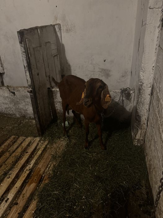 Koza anglonubijska