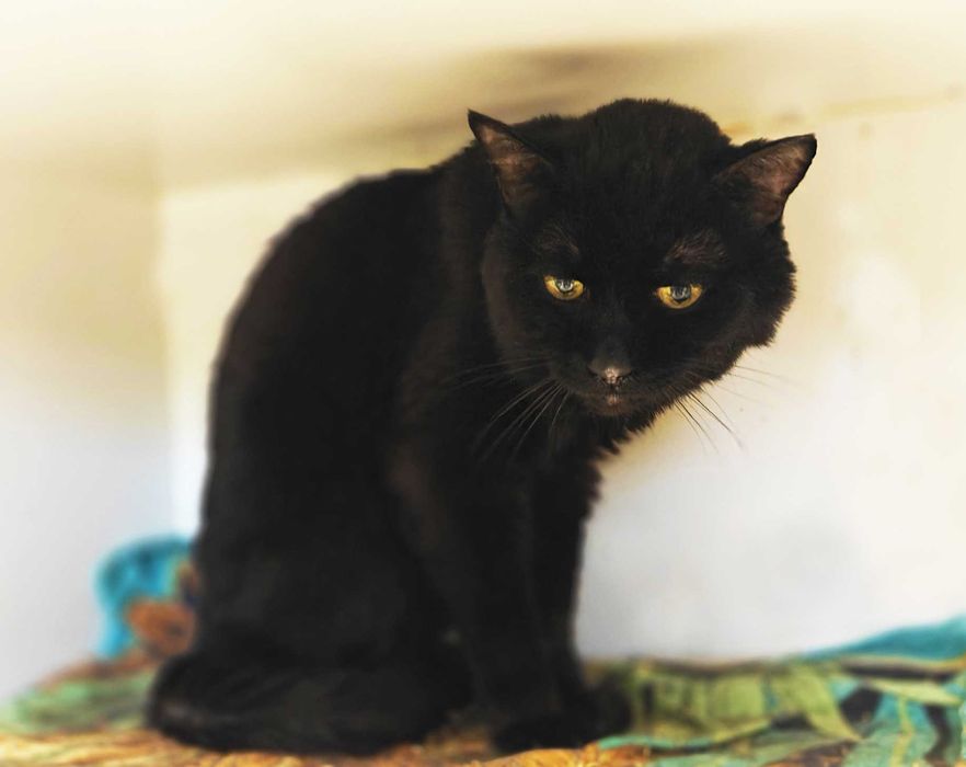 Розумний, серйозний котик Роджер мріє про родину (3 р.). Кастр. Кот