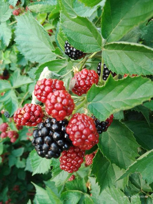 Ежевика безшипная ранняя саженцы