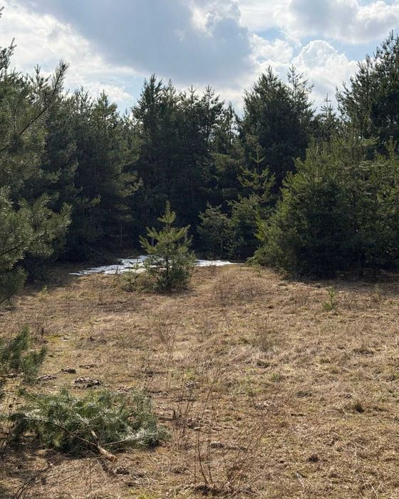 Ділянка в сосновому лісі • Газ • Світло • 9 соток • 70 км від Києва