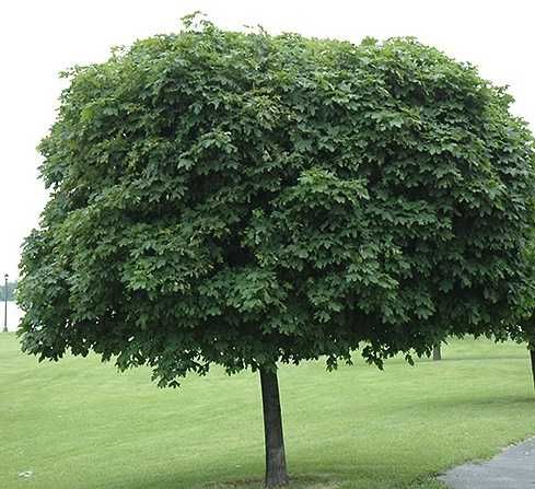 Klon Jawor obwód pnia:4-6,6-8,8-10,10-12,12-14,14-16,16-18 cm sadzonki