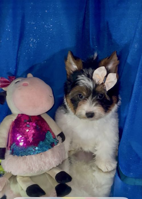 Бівер йорк цуцики, краса породи