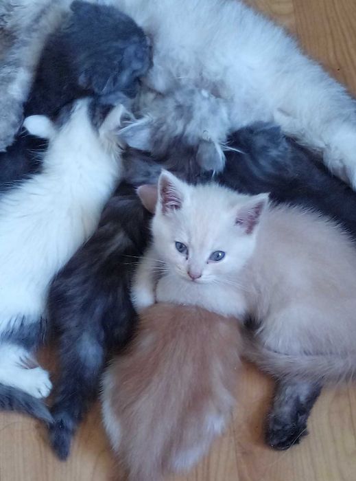 Вислоухие и прямоухие!Золотые и Голубые шиншиллы!