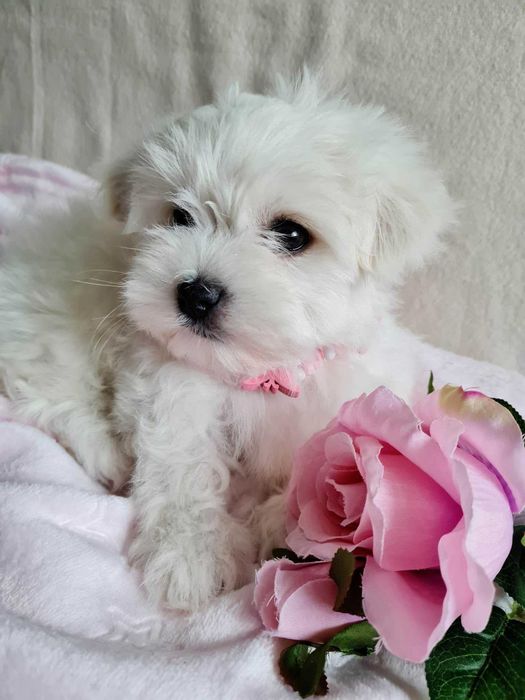 Suczka maltańczyk 10 tygodni. Piękna-czysto-biała.