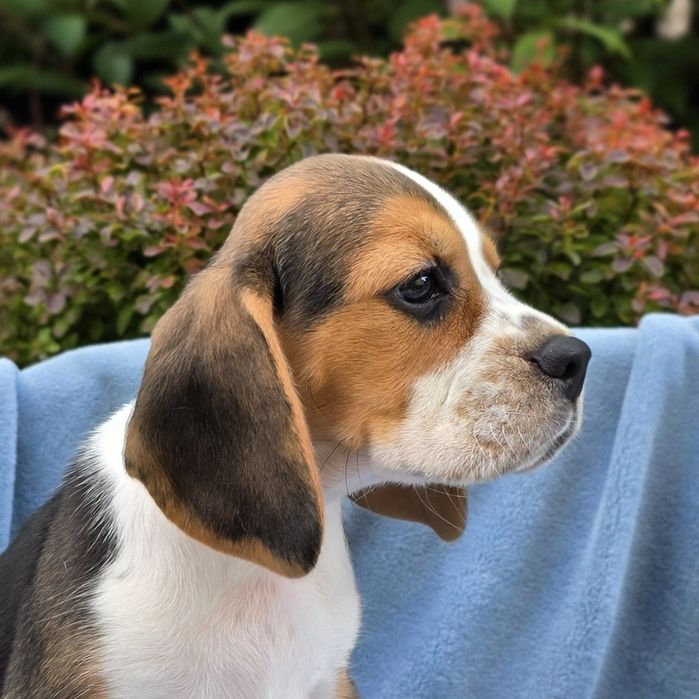 Beagle, szczeniak, ZKwP FCI, piesek Forest
