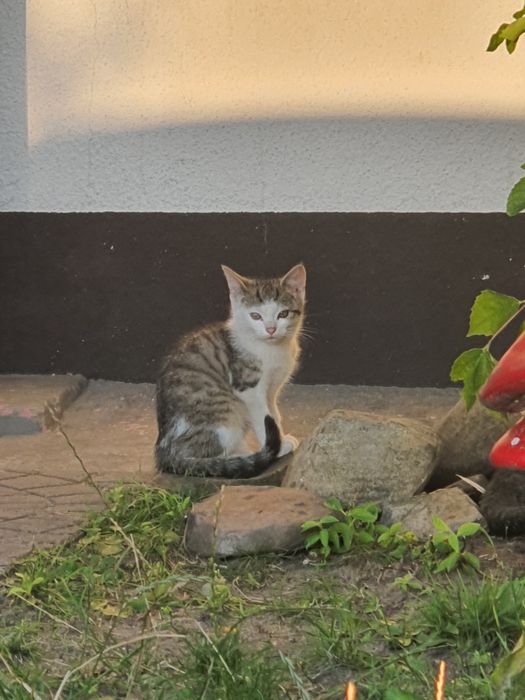 Oddam kotki w dobre ręce