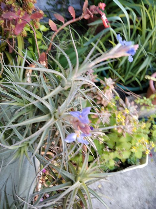 Várias suculentas e aérias