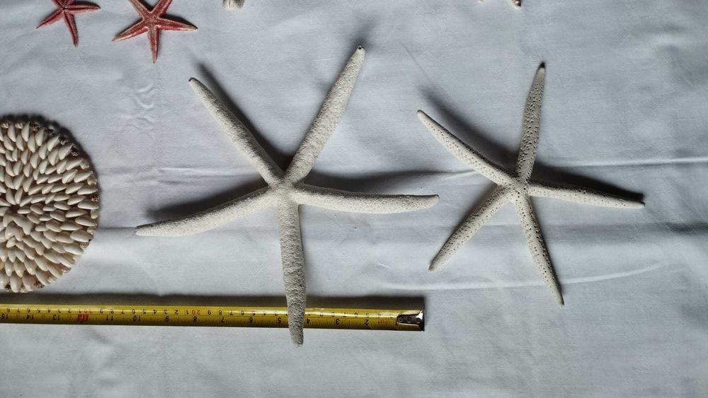 Zestaw rozgwiazd rozgwiazda suche + gratis