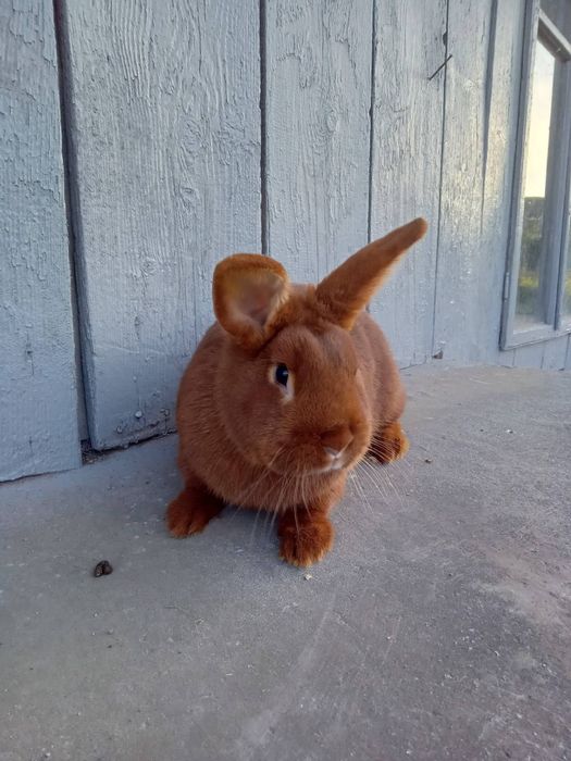 Продам Кролів Дорослі та молодняк