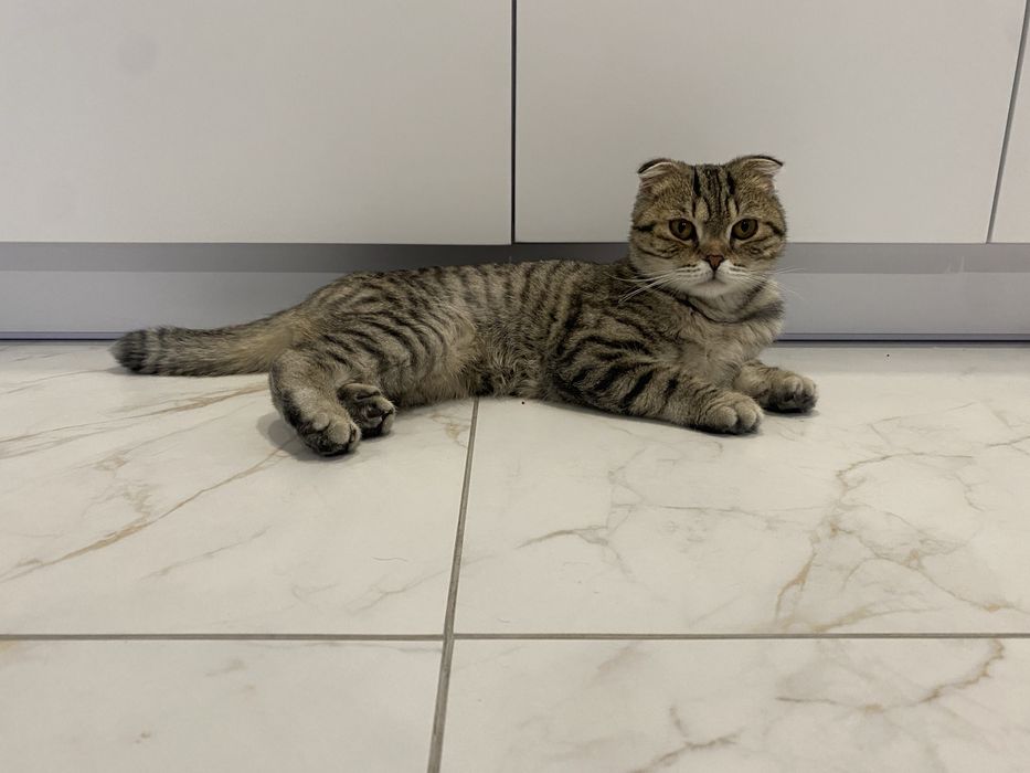 Вʼязка шотландський кіт