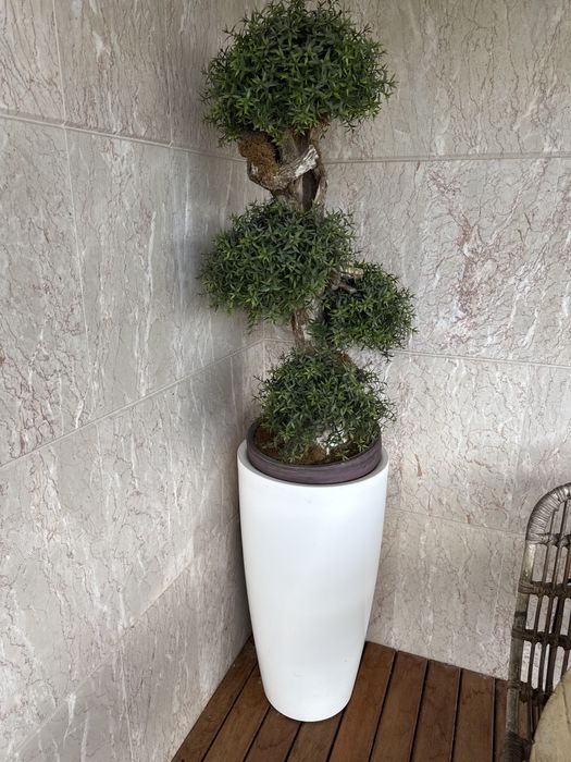 Bonsai com vaso