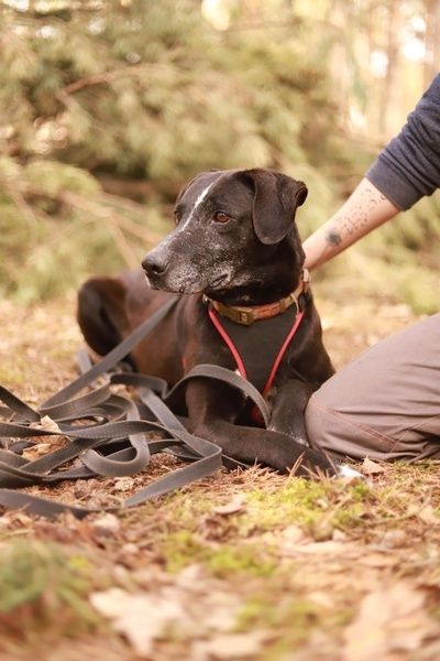 Idealny pies czeka na najlepszy dom